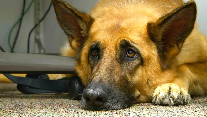 sad dog